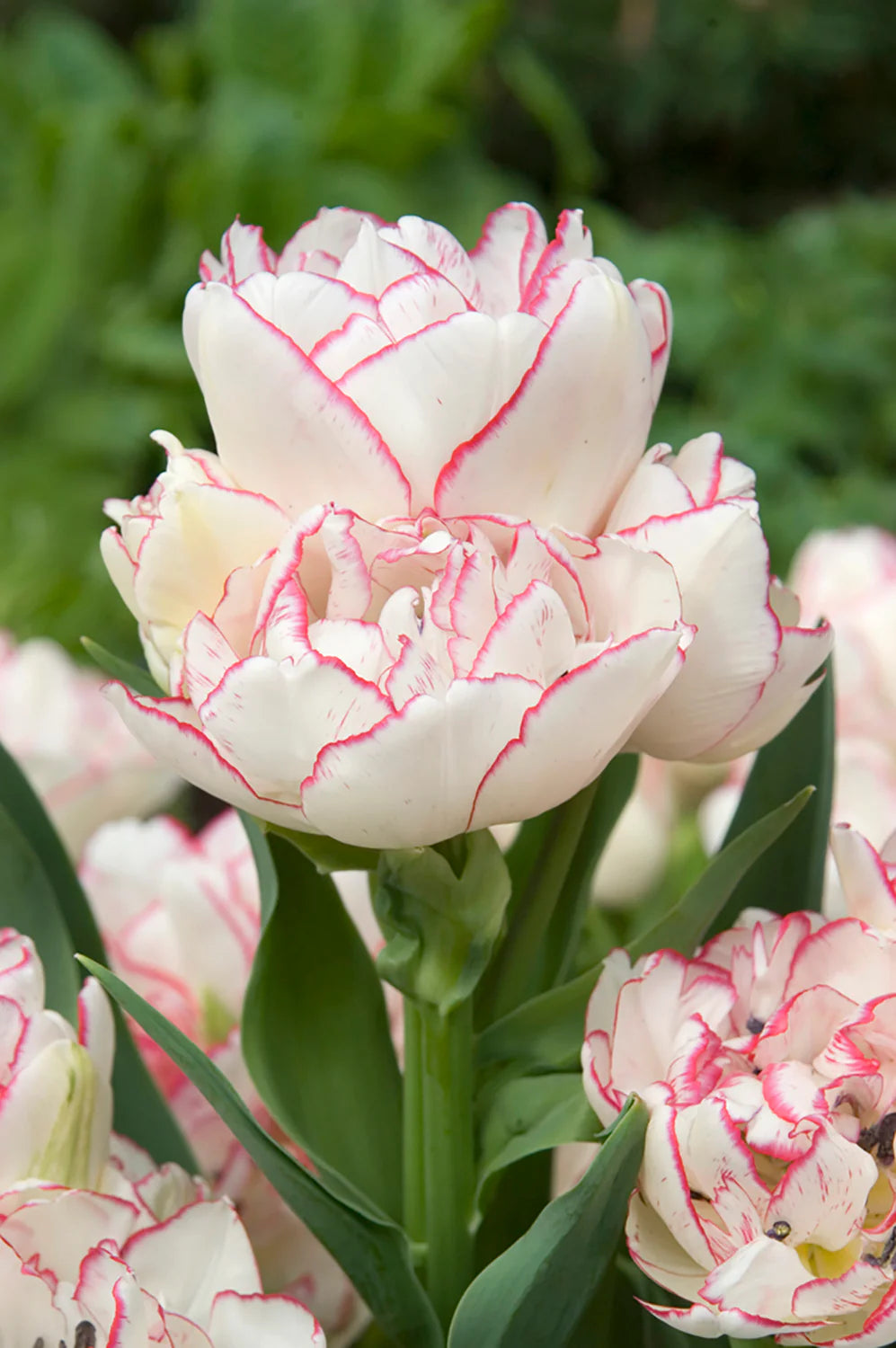 Tulip Belicia - 10 Bulbs