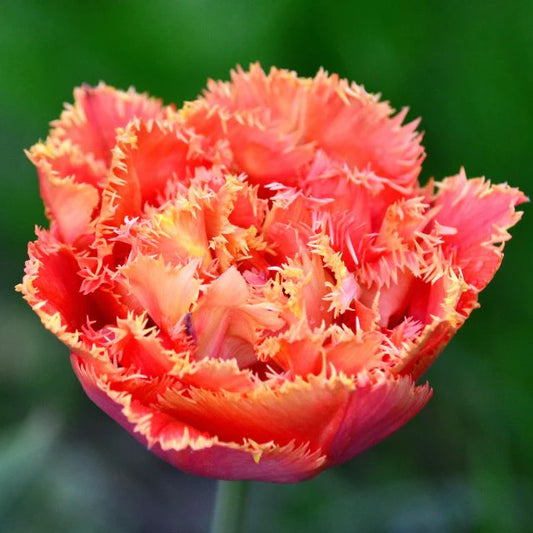Tulip Royal Centennial - 10 Bulbs