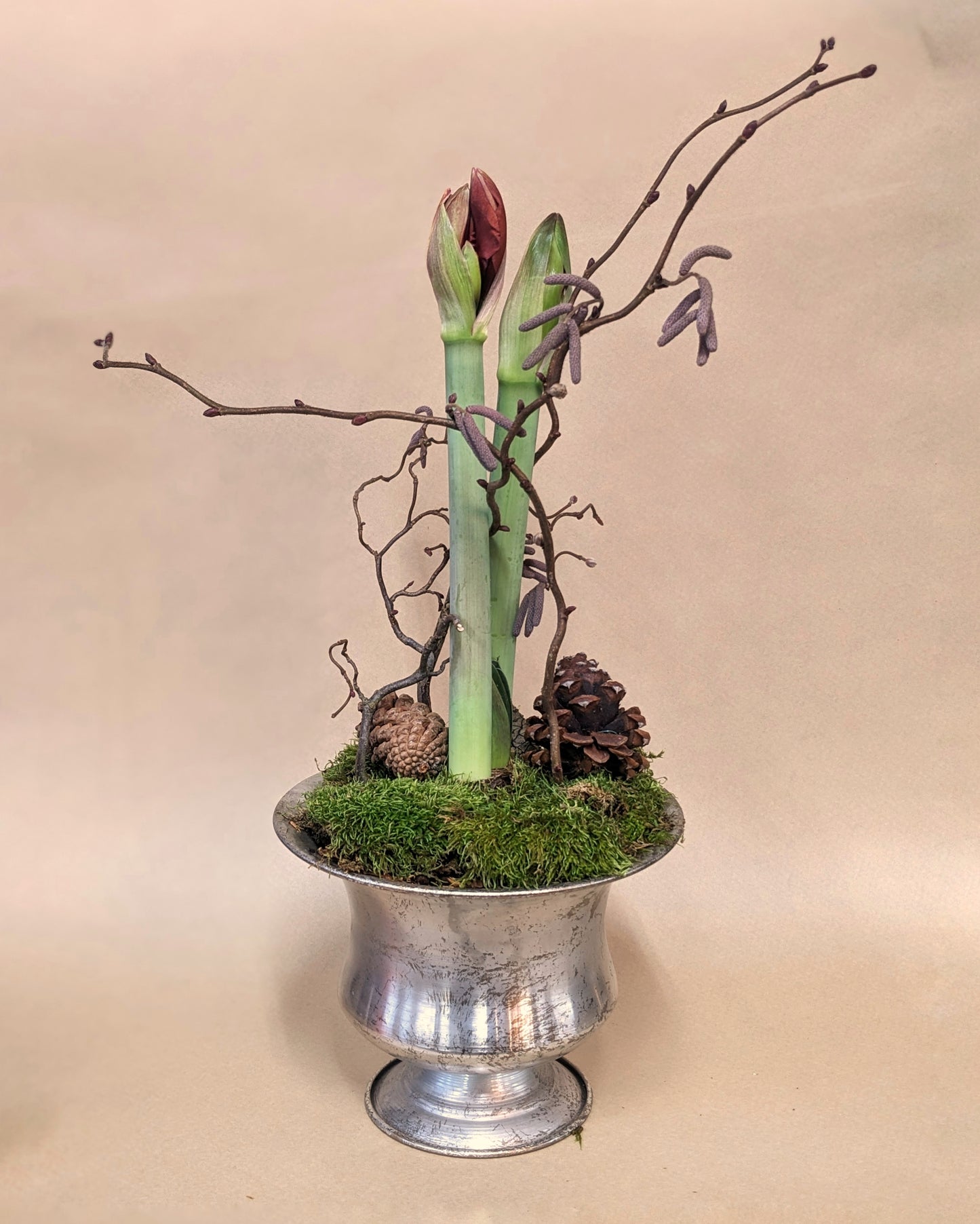 Amaryllis Bulb in a Decorative Planter