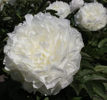 Peony 'Puffed Cotton'