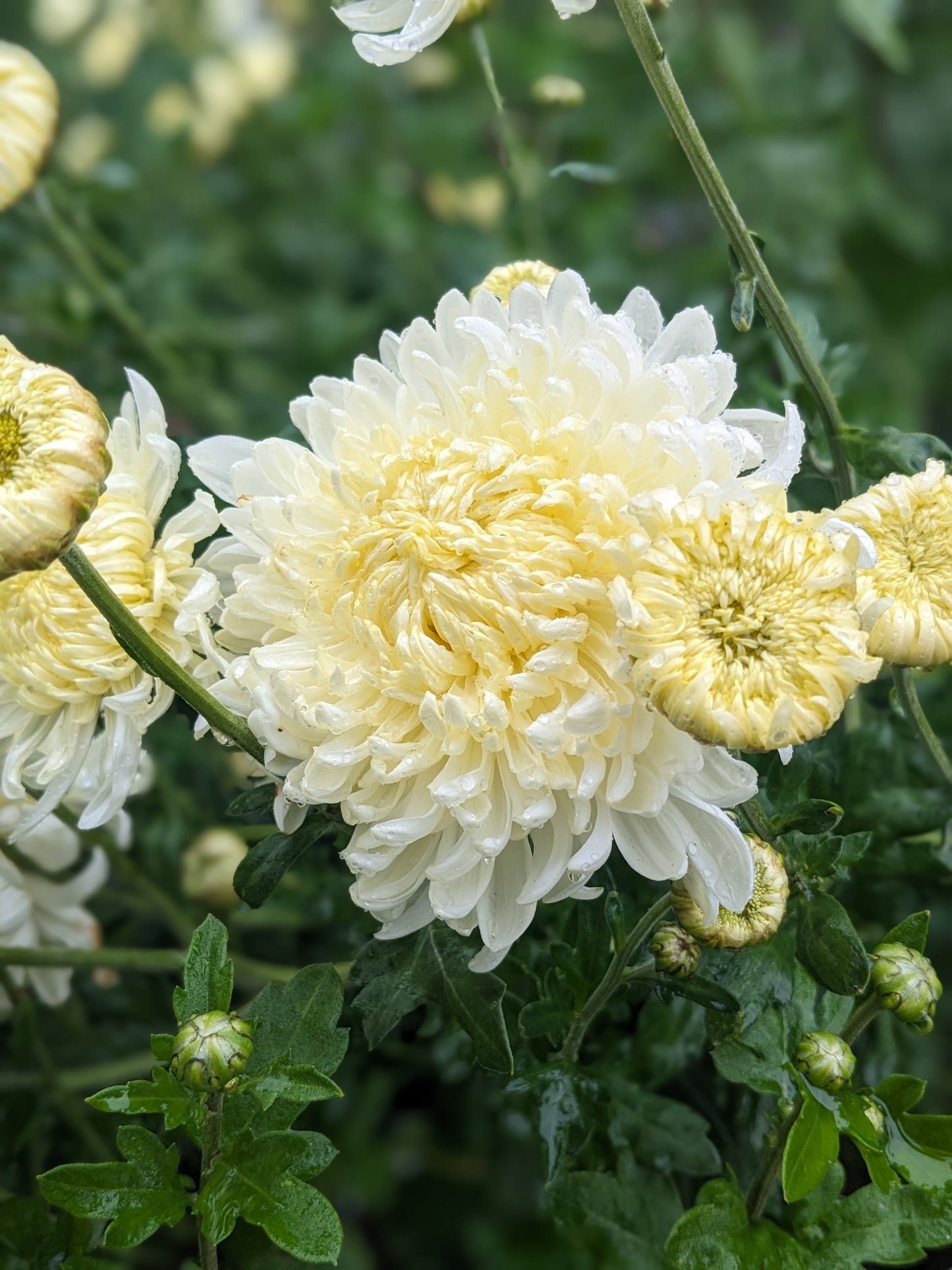 Chrysanthemum - Anthony Peace x 2