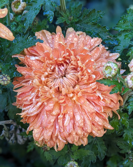 Chrysanthemum - Apricot Courtier x 2