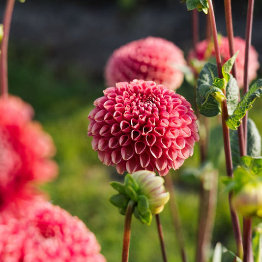 Dahlia - Ariston
