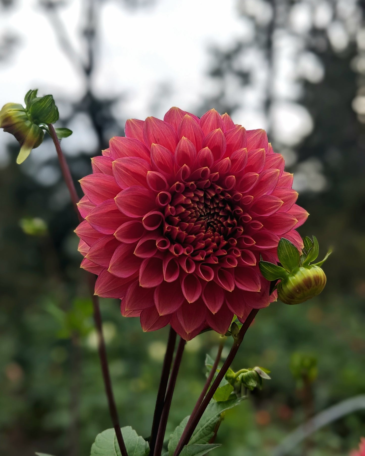 Dahlia - Askwith Minnie