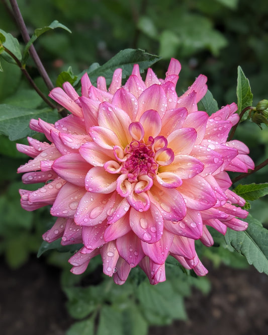 Dahlia - Bahama Mama