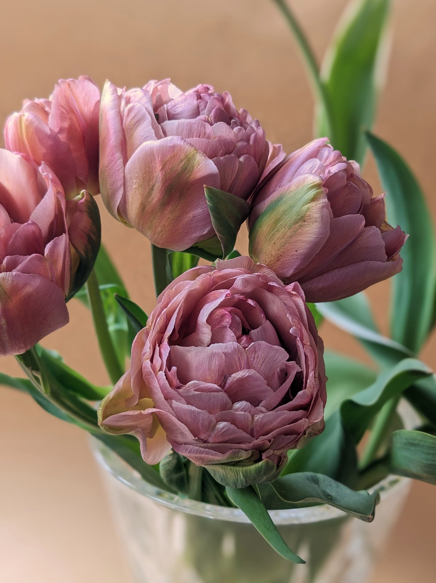 Tulip Beachberry - 10 Bulbs