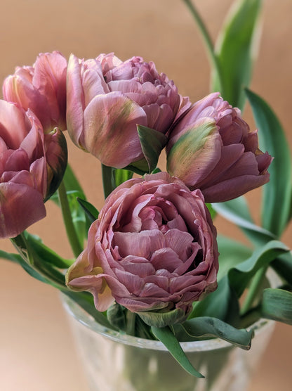 Tulip Beachberry - 10 Bulbs