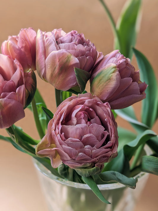 Tulip Beachberry - 10 Bulbs