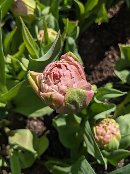 Tulip Beachberry - 10 Bulbs