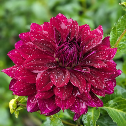 Dahlia - Brigitta Alida
