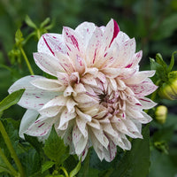 Dahlia Bristol Fleck