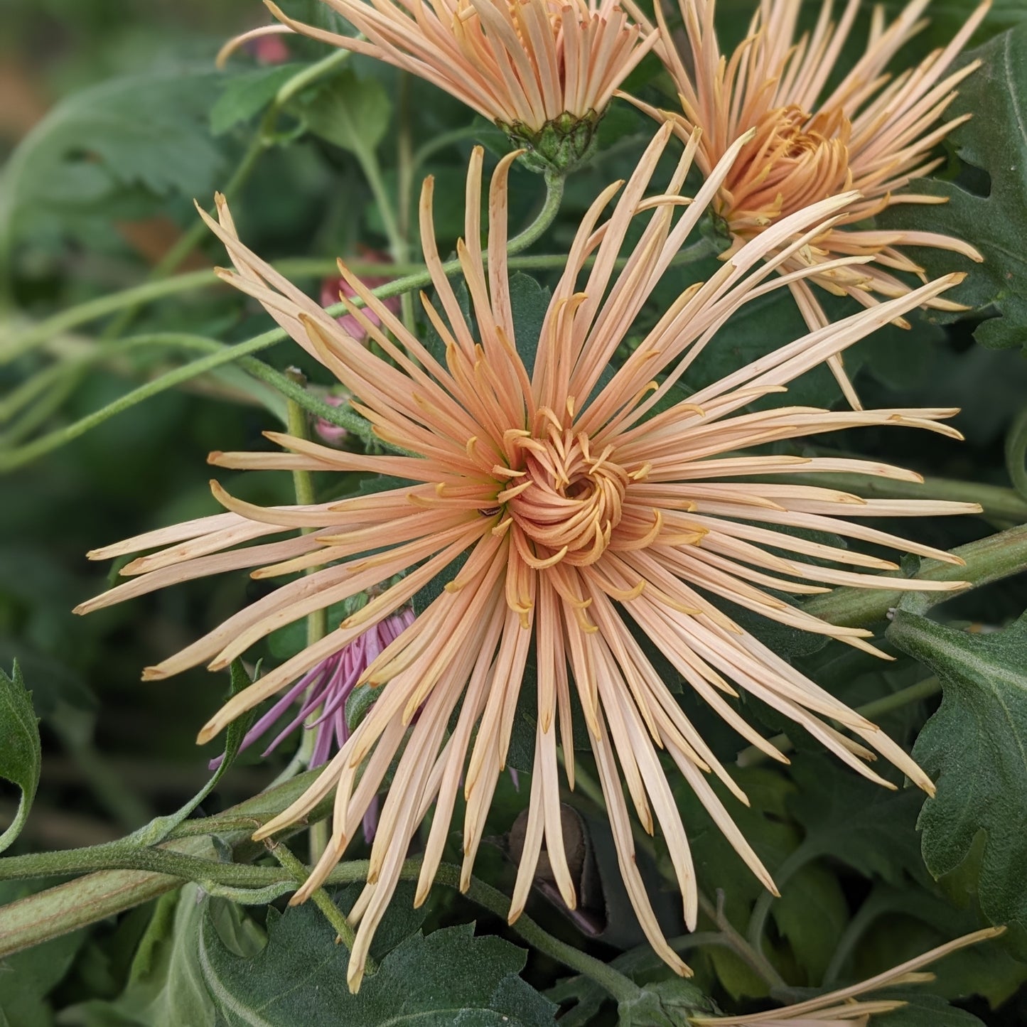 Chrysanthemum - Bronze Rayonette x 2