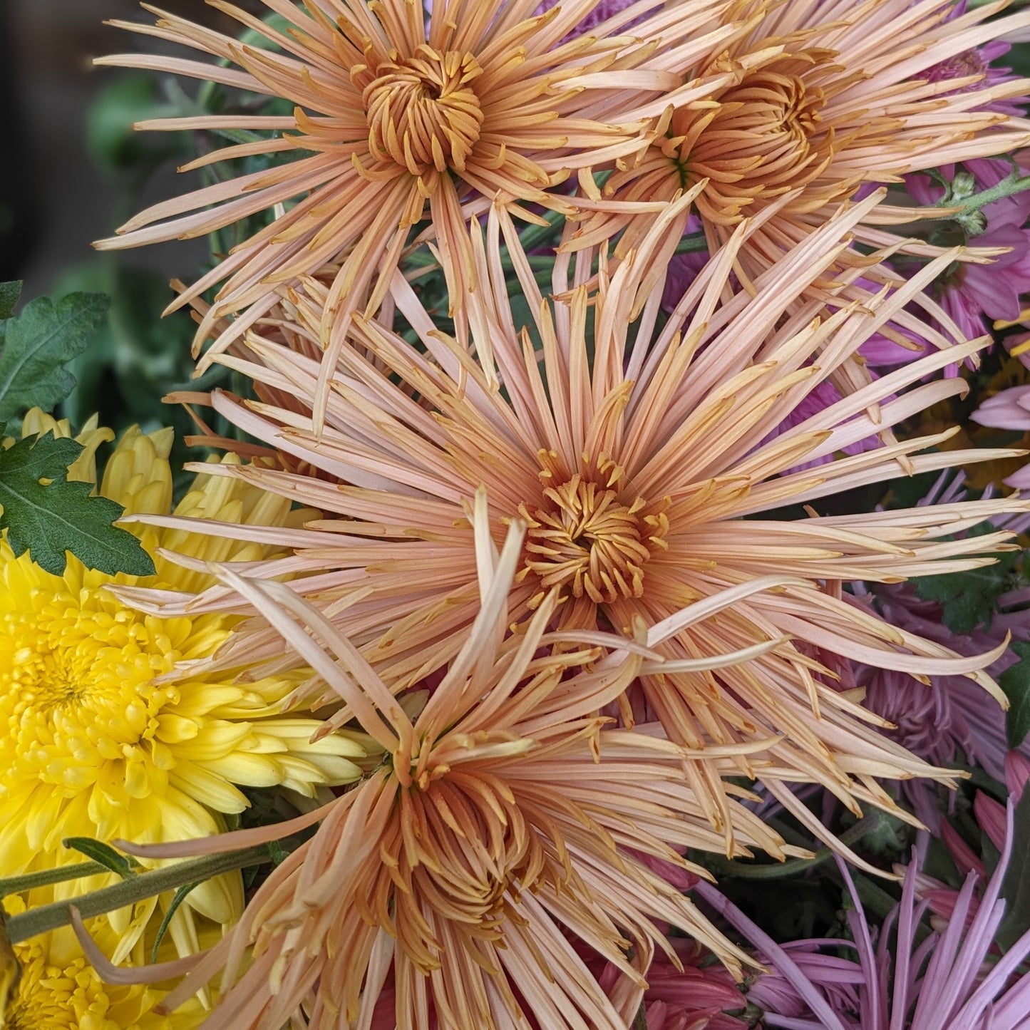 Chrysanthemum - Bronze Rayonette x 2