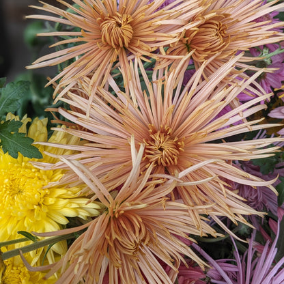 Chrysanthemum - Bronze Rayonette x 2