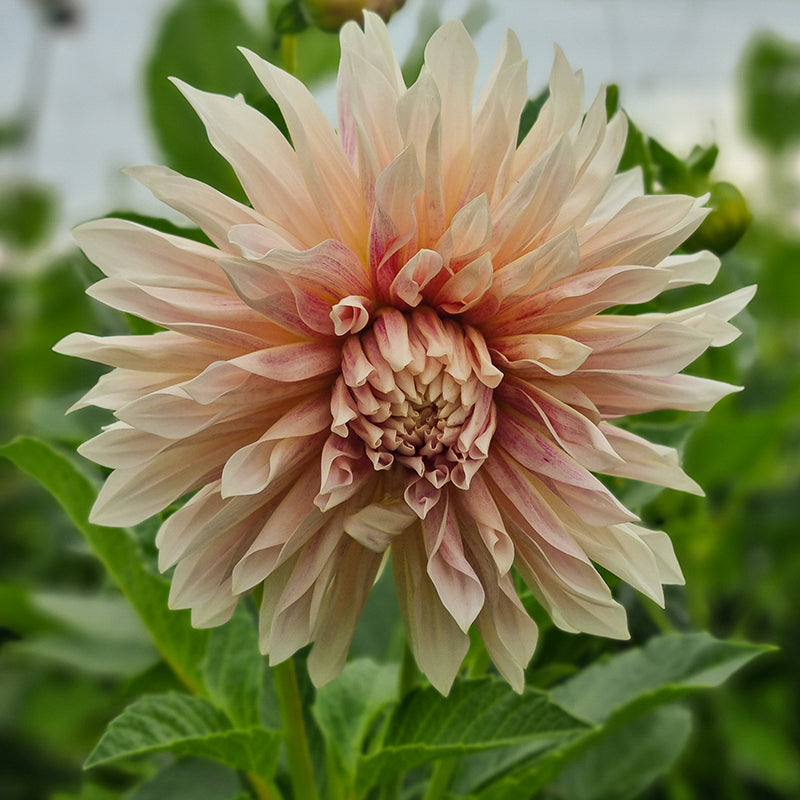 Dahlia Cafe De Paris