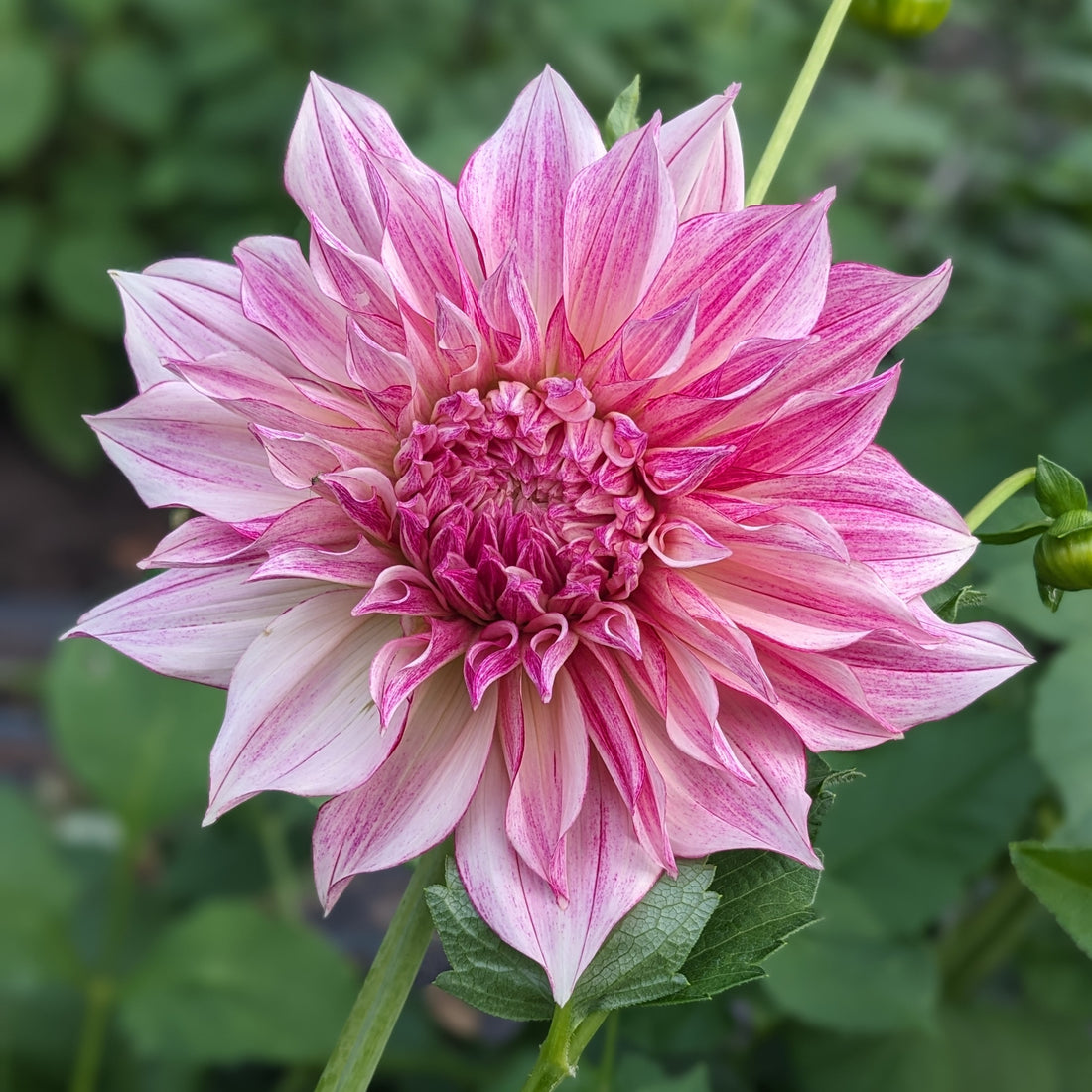 Dahlia Cafe Au Lait Royal