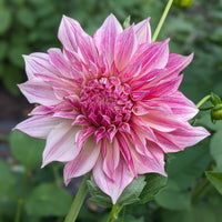 Dahlia Cafe Au Lait Royal