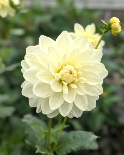 Dahlia - Cameo