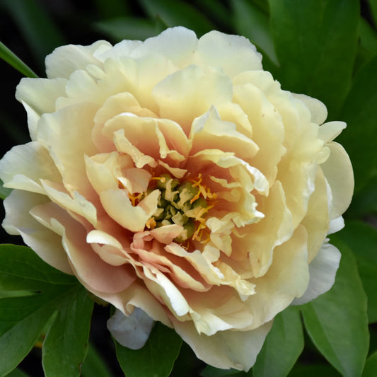 Potted Peony 'Canary Brilliants'