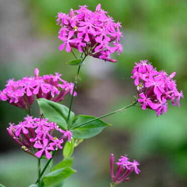 Garden Catchfly