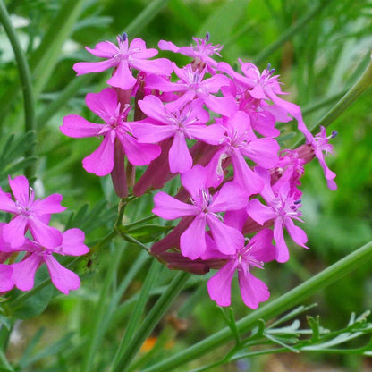 Garden Catchfly