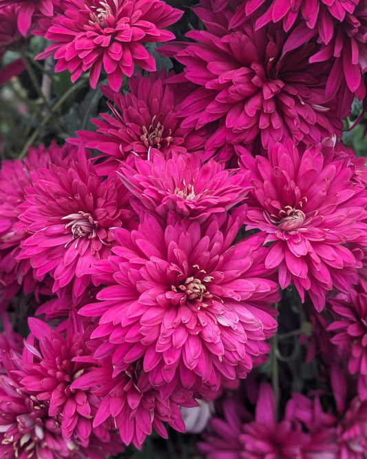 Chrysanthemum - Chempak Rose Purple x 2