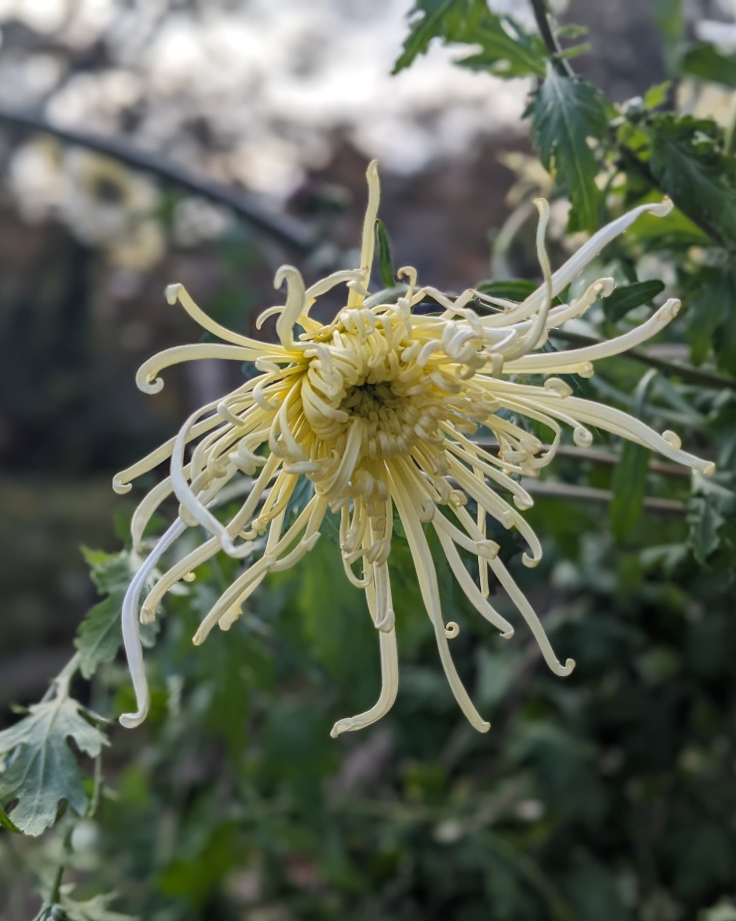 Chrysanthemum - Chesapeake x 2
