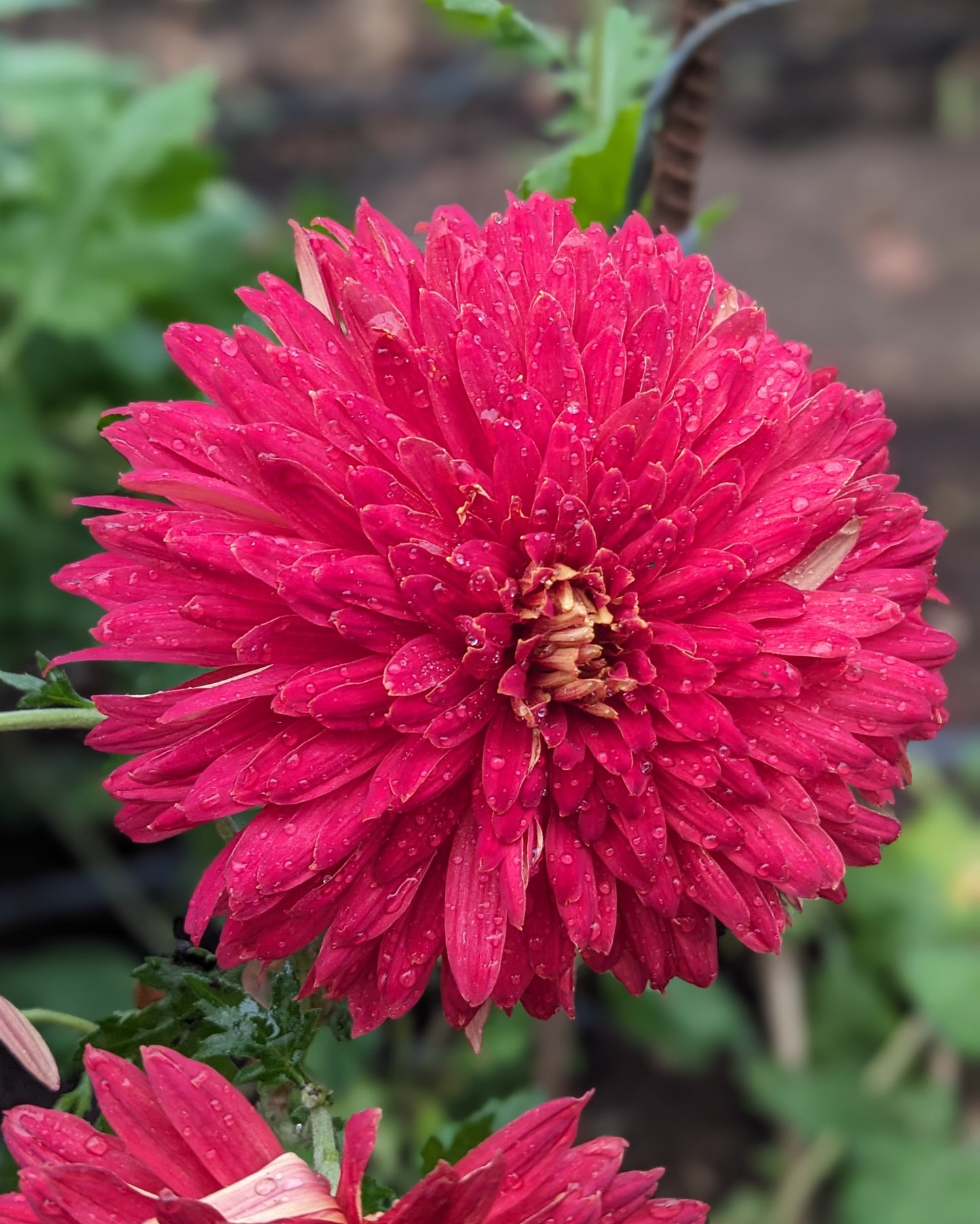Chrysanthemum - Christopher Lawson x 2
