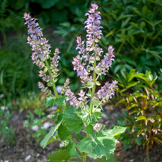 Clary Sage Plant