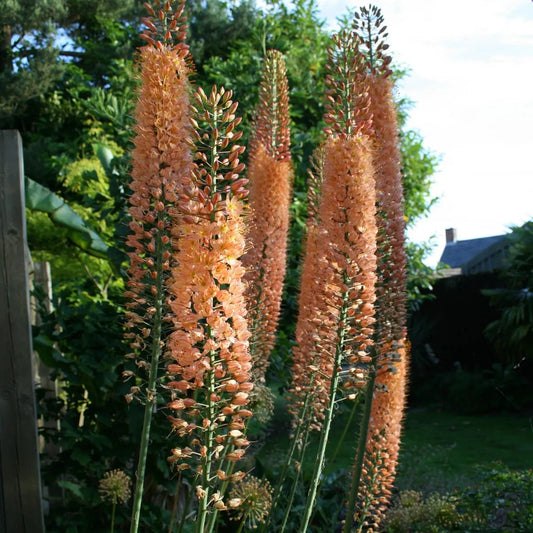 Foxtail Lily - Copper Tops
