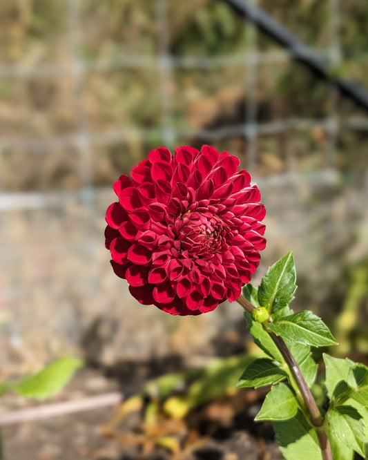 Dahlia - Cornel