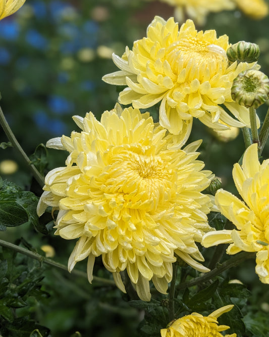 Chrysanthemum - Cornish x 2