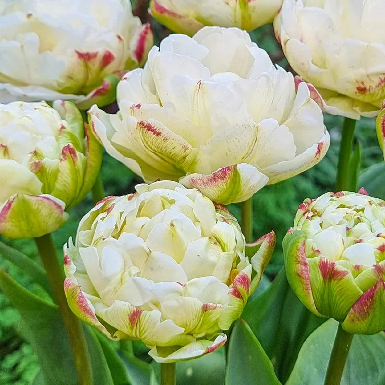 Tulip Cotton Candy - 10 Bulbs