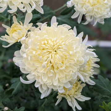 Chrysanthemum - Cream Lynn Johnson x 2