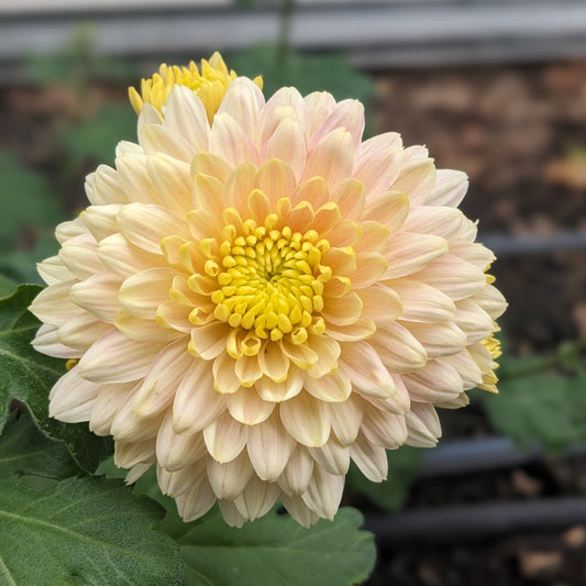 Chrysanthemum - Cream Talbot Parade x 2