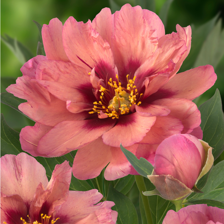 Peony 'Kopper Kettle'