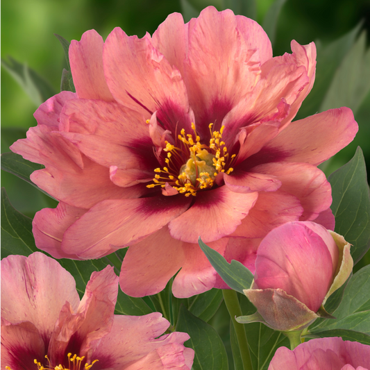 Peony 'Kopper Kettle'