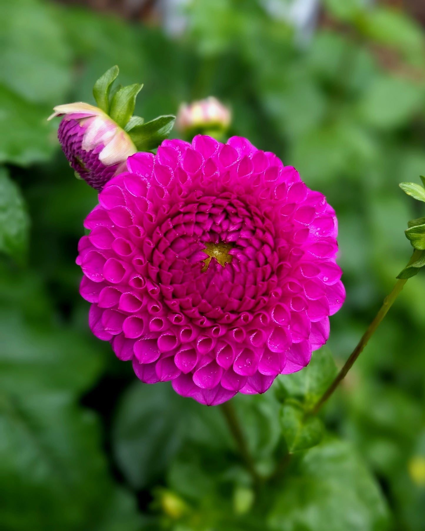 Dahlia - Cryfield Harmony