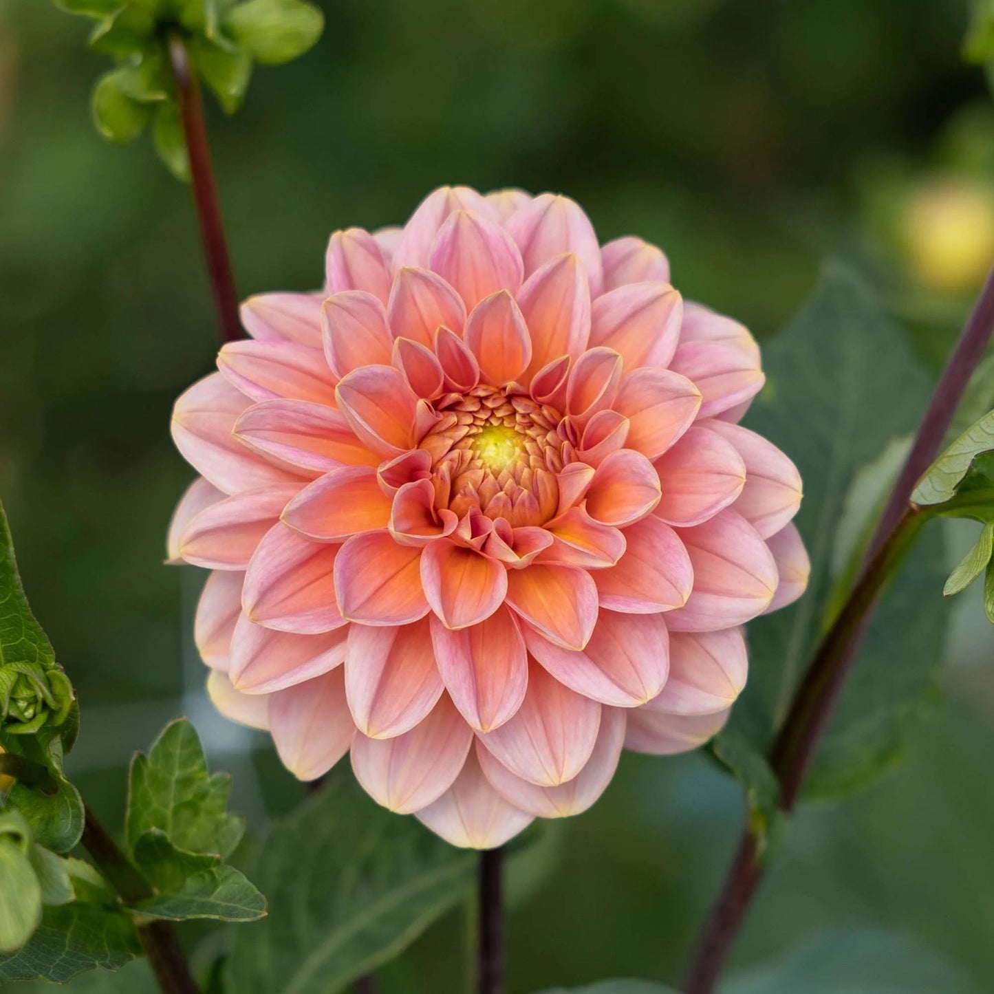 Dahlia Import - Rosario