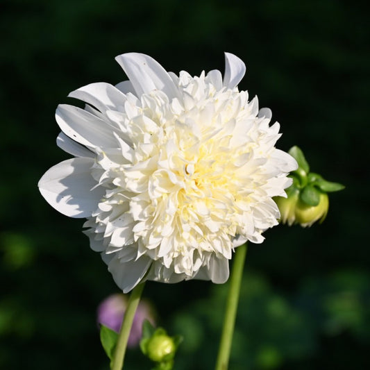 Dahlia - Zahra