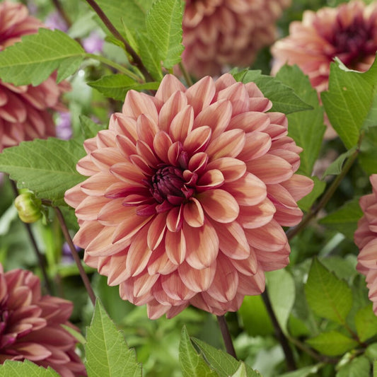 Dahlia - Negroni Sunset