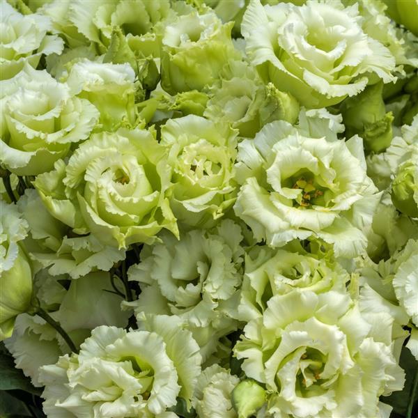 *PREORDER* Lisianthus Plug - Voyage 2 Green II x 5