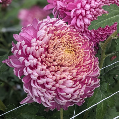 Chrysanthemum - Doreen Hall x 2