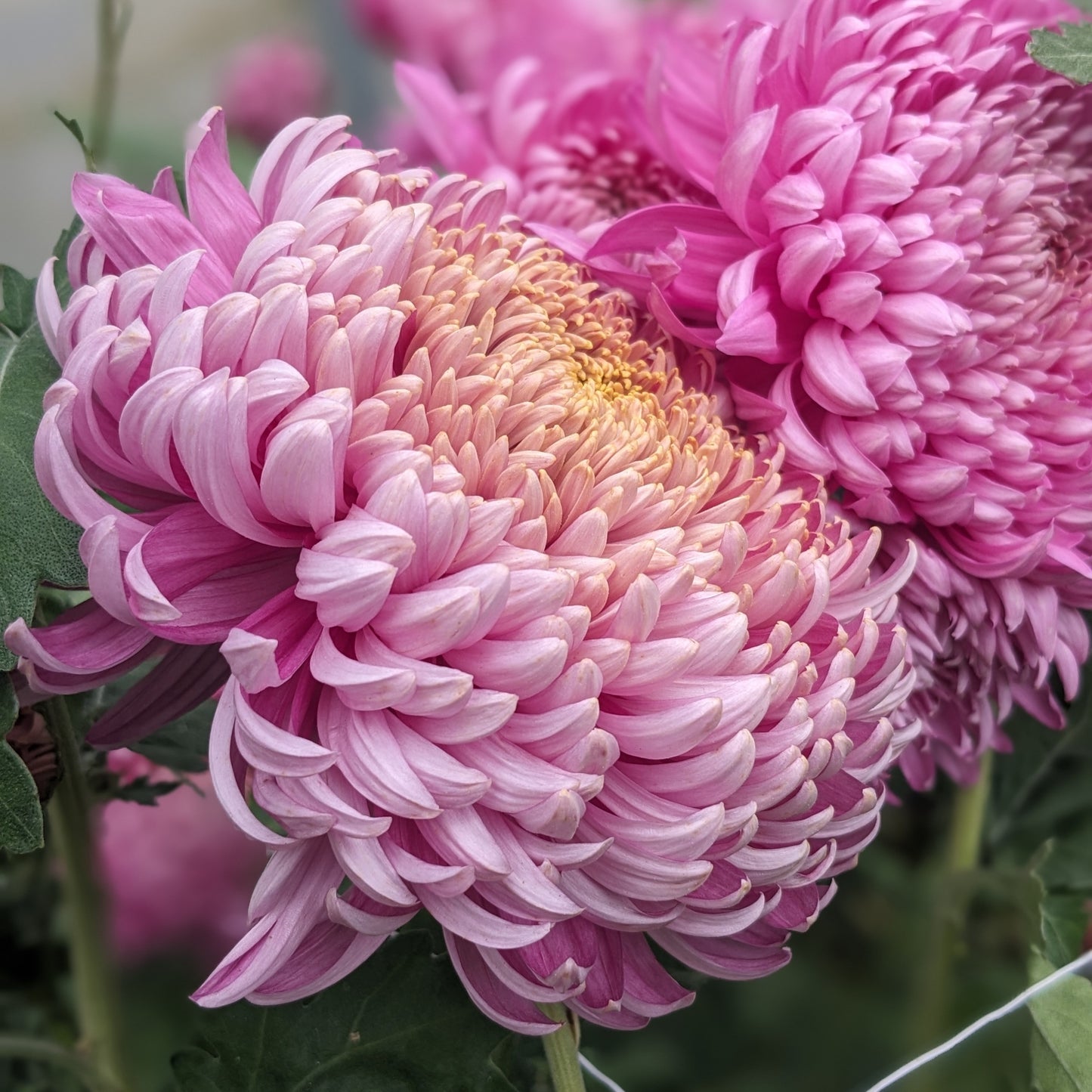 Chrysanthemum - Doreen Hall x 2