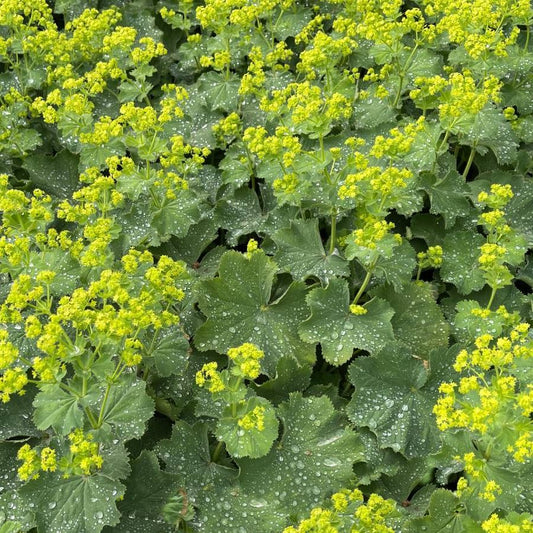 Lady's Mantle