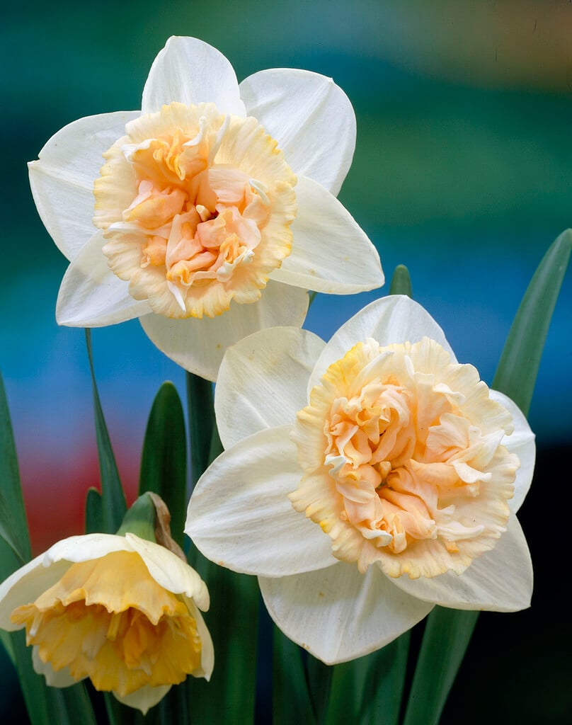 Narcissus 'Petit Four' - 10 Bulbs