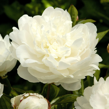 Peony 'Elsa Sass'