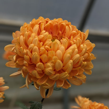 Chrysanthemum - Etta Dakin x 2