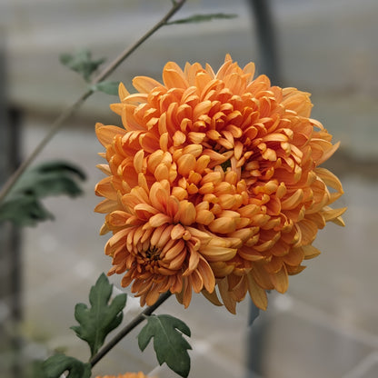 Chrysanthemum - Etta Dakin x 2