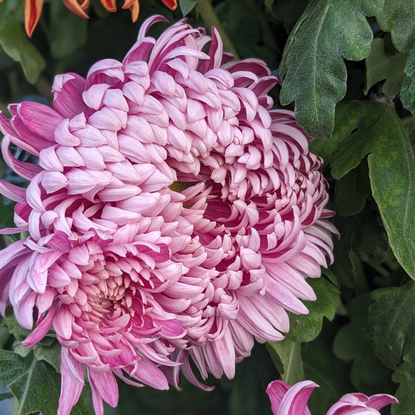 Chrysanthemum - Fairweather x 2